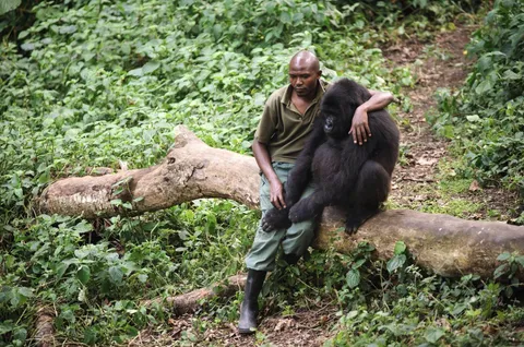 An anti-poaching ranger sitting with and comforting one of the young gorillas he protects after its mother died (Virunga National Park, Republic of Congo)