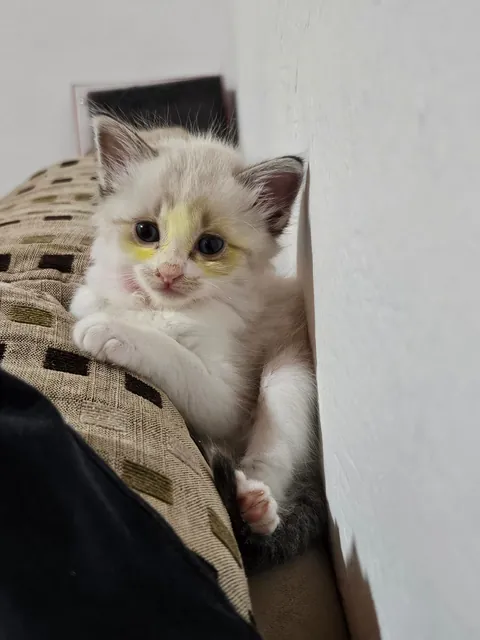 Today marks one year since I adopted Mabel. I wanted to share her Journey with you all. She's doing great!