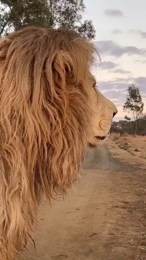 🔥 A lion up close 🔥