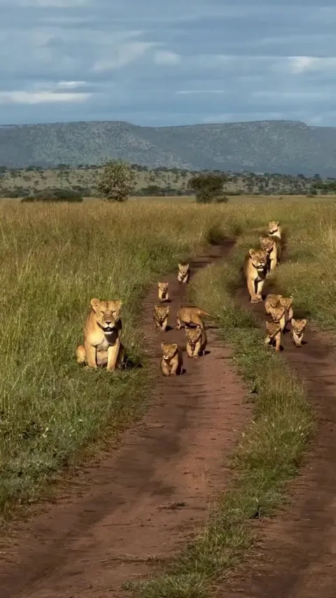 So Many Lion Cubs! Lion Moms on Duty