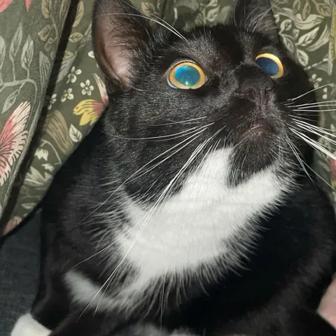 My cat was trying to pet me last night