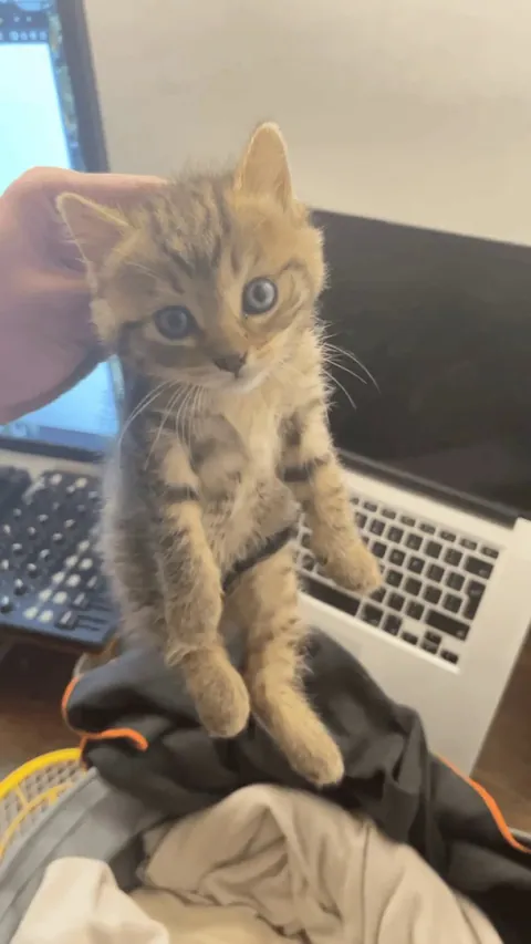 He suddenly flew in through my window !