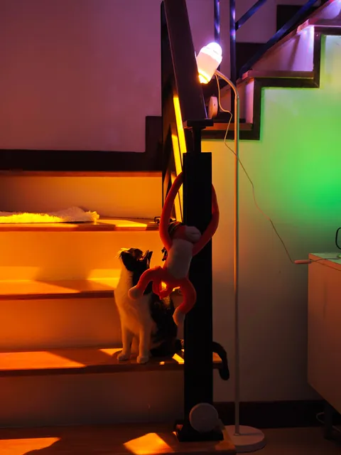 Got lamps instead of harsh ceiling lights and Selina seems to love it.