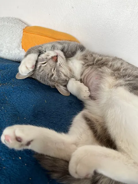 Our Vivaldi that we rescued two weeks ago, you’ll only find her with her eyes closed