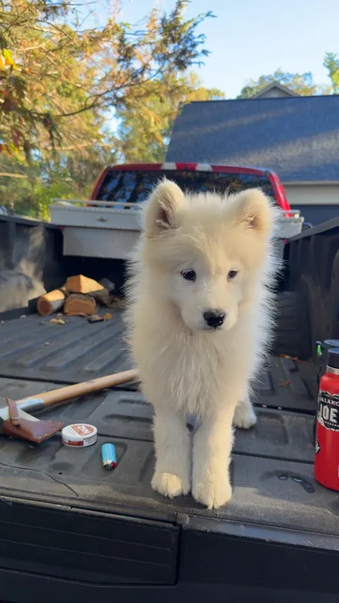 This is Glacier and he is the best little boy 🥲😊 a Samoyed about 12 weeks old