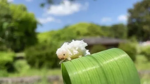 🔥 A Butternut Woollyworm