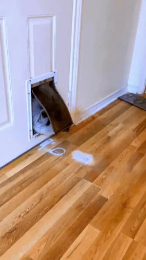 "I swear this piggy door used to be bigger!"