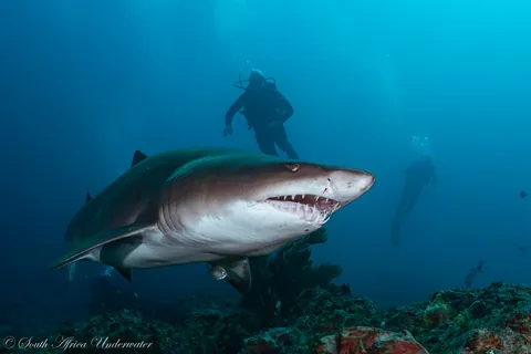 🔥 Raggedtooth/Sand Tiger Sharks today on Aliwal Shoal, South Africa