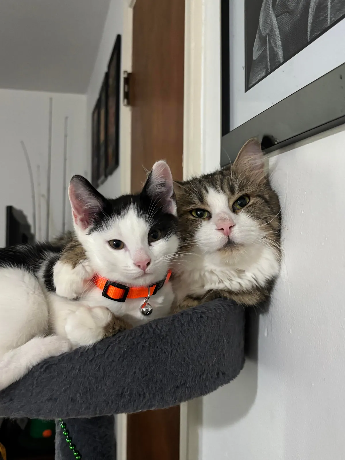 I got my cat a little kitten so that he wouldn’t be alone and it fixed his litter issues!