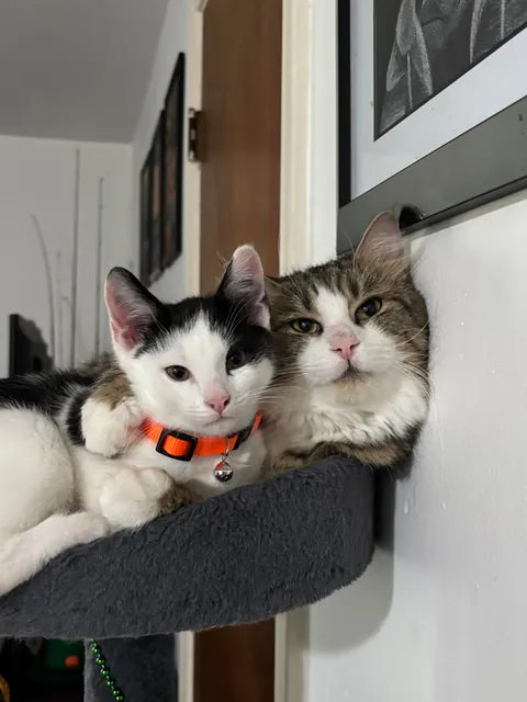 I got my cat a little kitten so that he wouldn’t be alone and it fixed his litter issues!