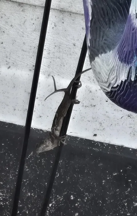 This lizard grew back 3 tails after my dog tried to eat him.