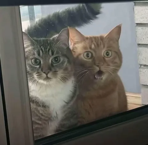 What do you think they saw?