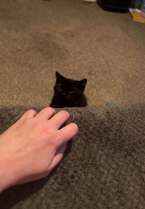 This is my cat Mooch. I think he’s cute.