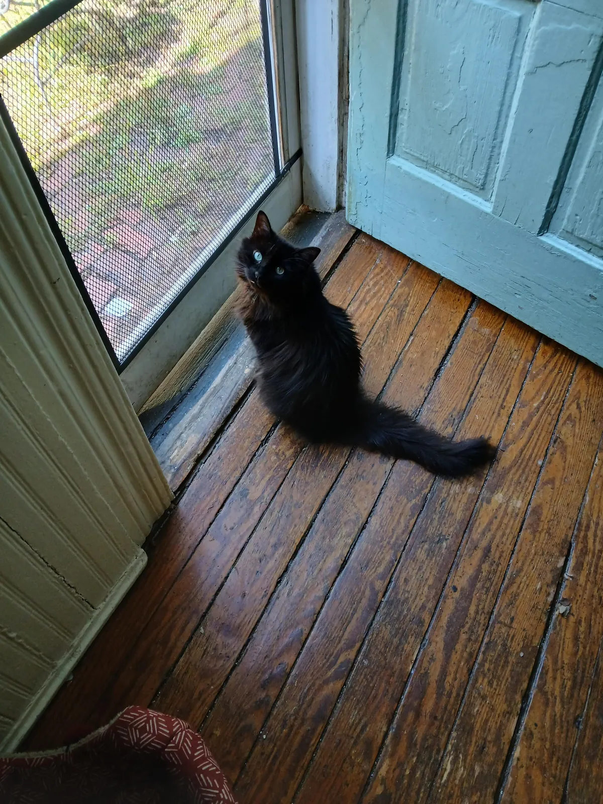 How do you tell your cat that he has to stay inside a whole month because some humans suck?