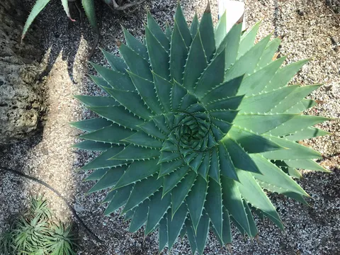 ITAP of a perfectly symmetrical aloe plant.