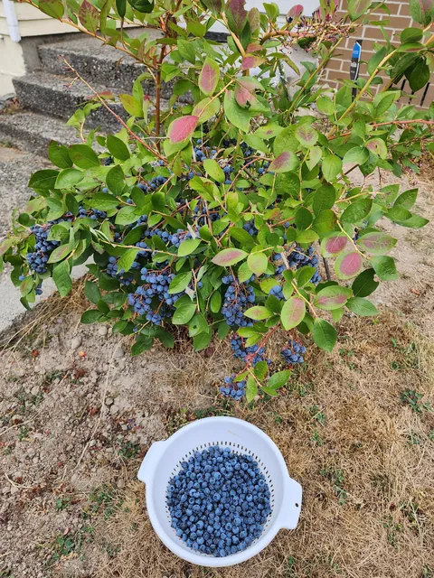 Blueberries
