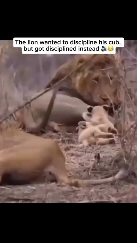 When dad tries to discipline, but mom steps in to remind him who's really in charge! 🦁