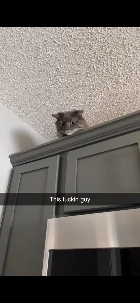The one time, I thought $crim ran away and found him hours later on top of the microwave.
