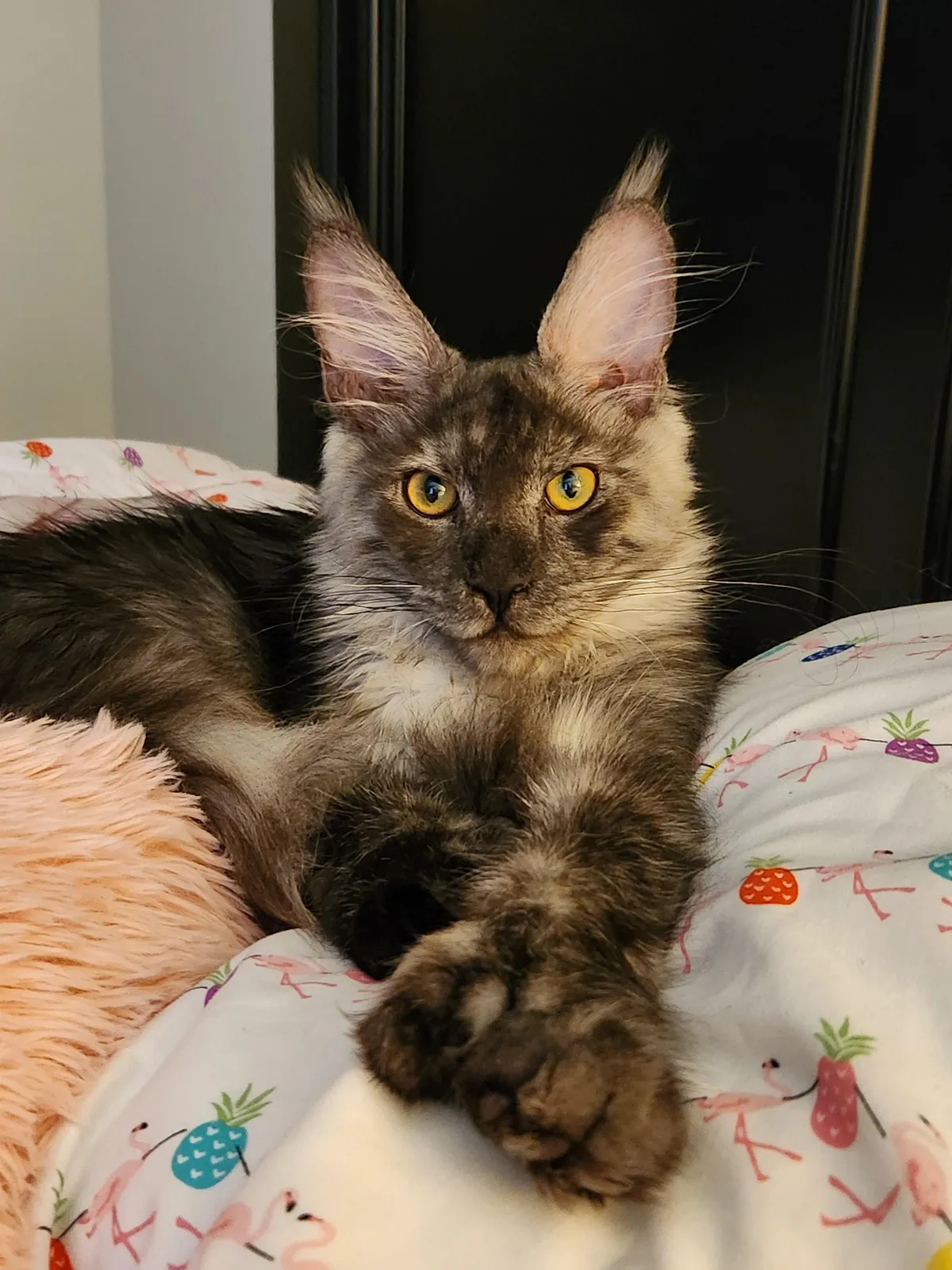 My new Maine Coon kitten, Ziggy. He's 3 months old. 