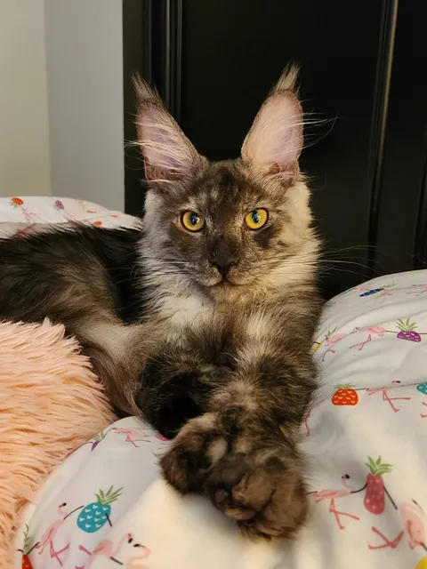 My new Maine Coon kitten, Ziggy. He's 3 months old. 