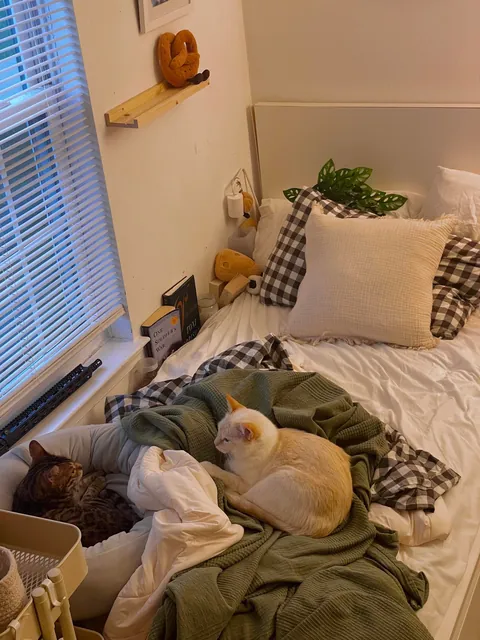 Sometimes i come home to my cat and my roommates cat hanging in my room