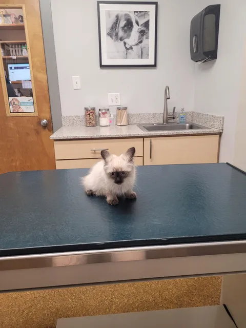 First trip to the vet. She was pissed.
