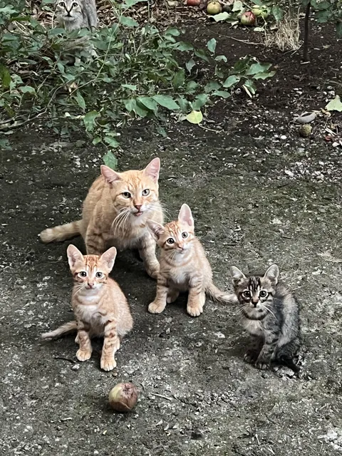 found this little family