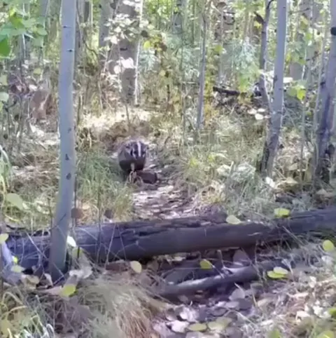 🔥 Badger coyote duo roaming and hunting together in the forest