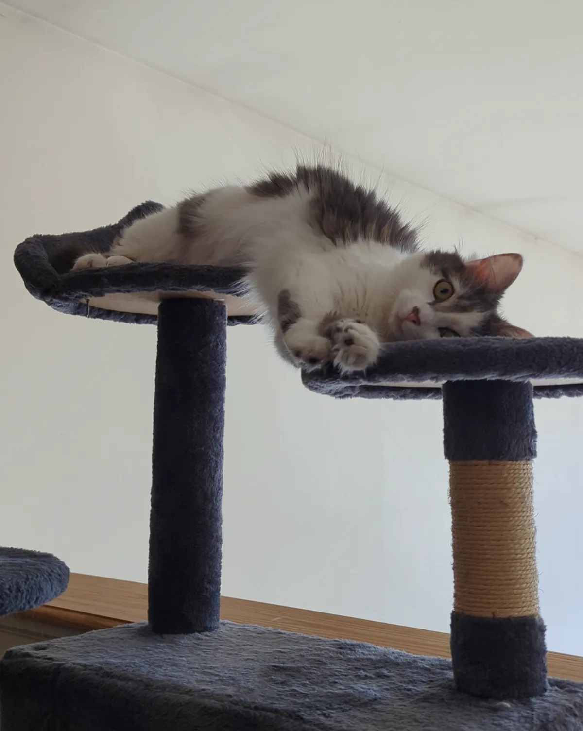 My cat will sleep anywhere