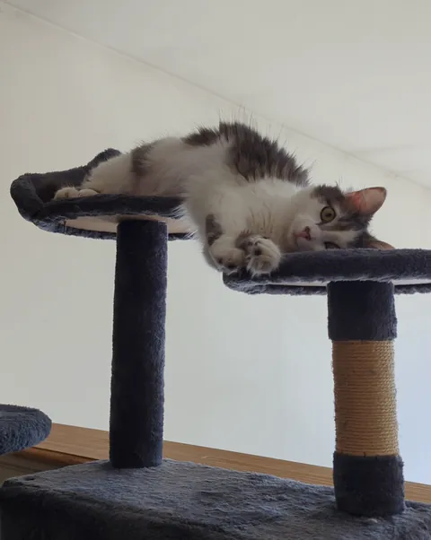 My cat will sleep anywhere