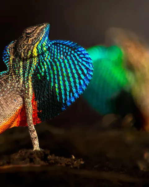 🔥Deccan Fan-Throated Lizards in a territorial fight