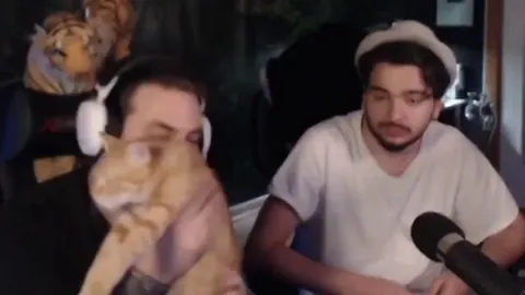 Turkish orange cat attacks plush tiger