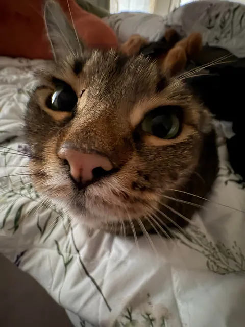 Do you ever just love your cat so much you cry??