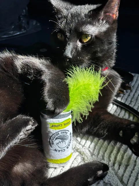 Everyone, meet Gazpacho. My 8th month old rescue!