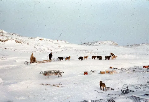 During the 2nd Japanese Antarctic Research Expedition, worsening weather forced an evacuation, during which 15 of the Sakhalin Husky sled dogs could not be recovered and were left behind. When they returned the next year, 2 of the dogs, the brothers Taro and Jiro, were miraculously found alive.