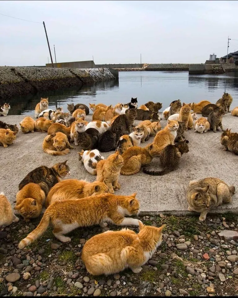 Cat island in japan, give it a scroll!
