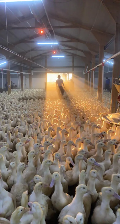 [OC] Ducks - I used to work on a duck farm and this is my coolest pic #quack