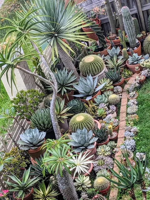A closet view of my succulent garden in Brisbane, AU