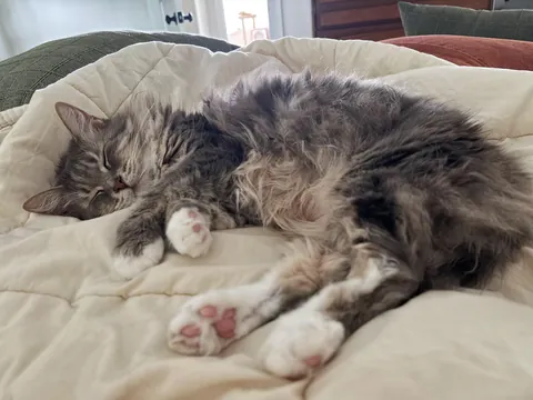 Sasha girl is getting surgery in the morning, please send positive thoughts her way 🙏