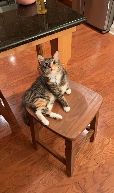 is she a tabby or calico?