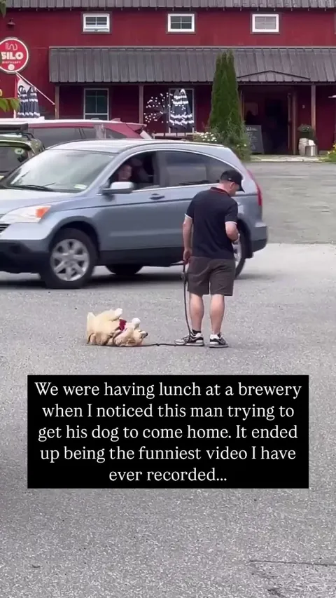 It's always a golden retriever 🤣