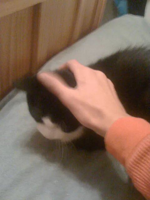 My cat of 17 years finally departed for heaven earlier this morning