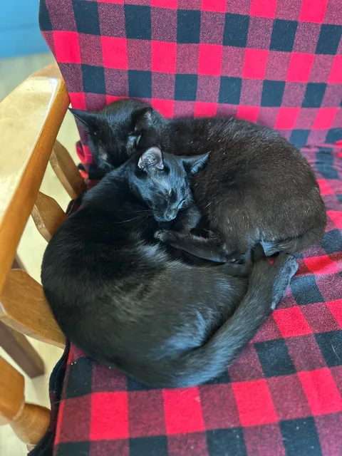 Got a kitten for my cat