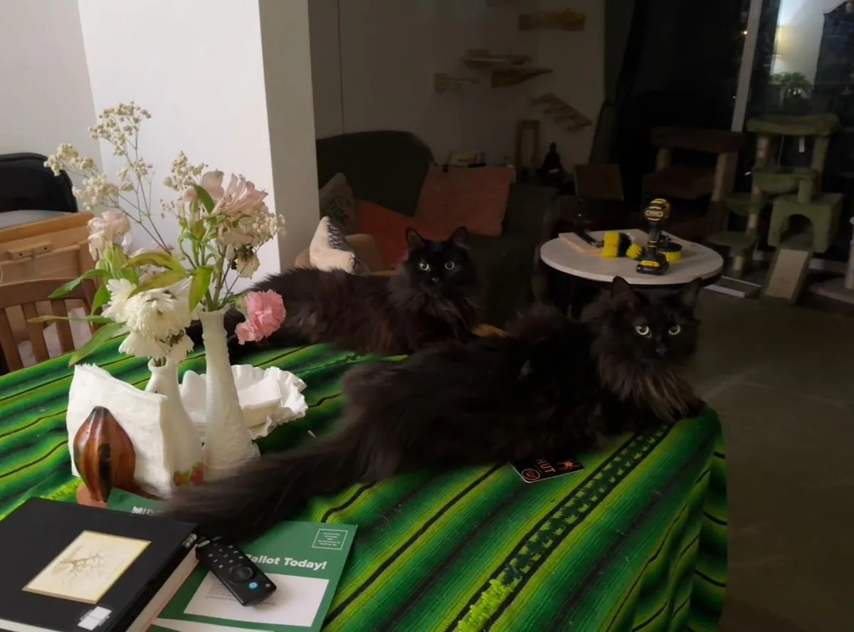 my twin maine coon babies