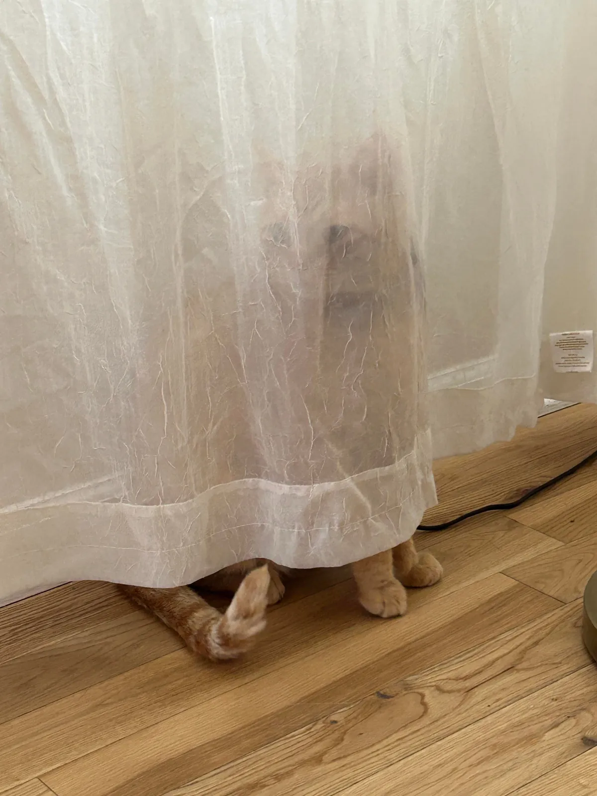 My cat thinks he hiding