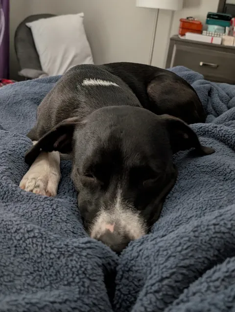 The reason I was late to work this morning (his mom says he's not allowed on the bed).