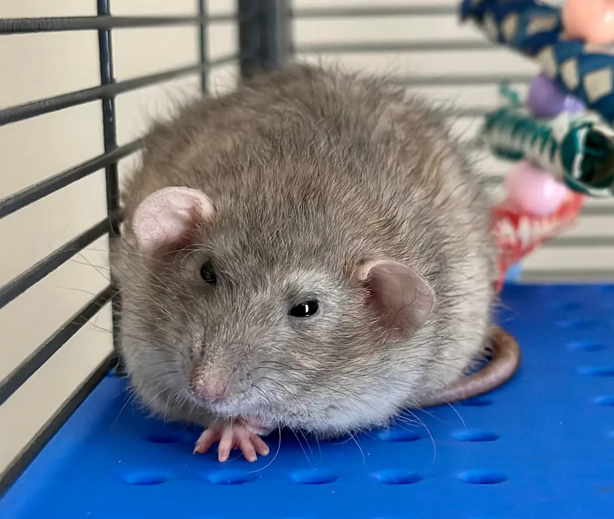 In Loving Memory of President Link 💔