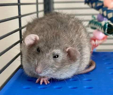 In Loving Memory of President Link 💔