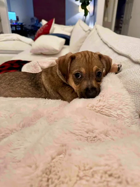 My rare foster puppers!