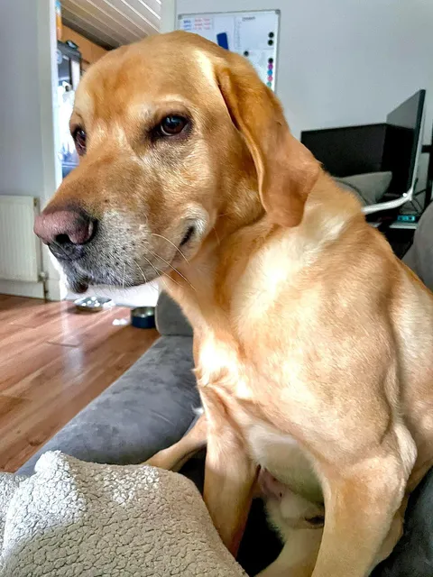 The face you make when your owners didn’t speak to one another and you get fed two dinners.